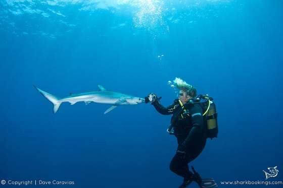 Blue shark with diver in open water off Cape Point