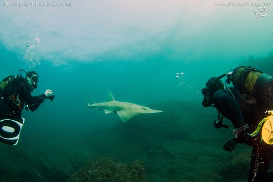 Divers with a shark on the Aliwal Shoal, Umkomaas