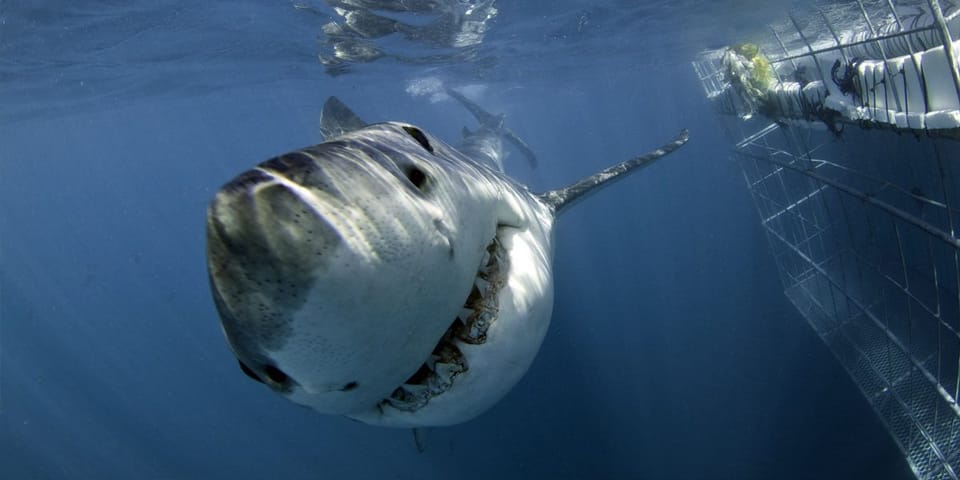 Great white shark beside the cage, Gansbaai