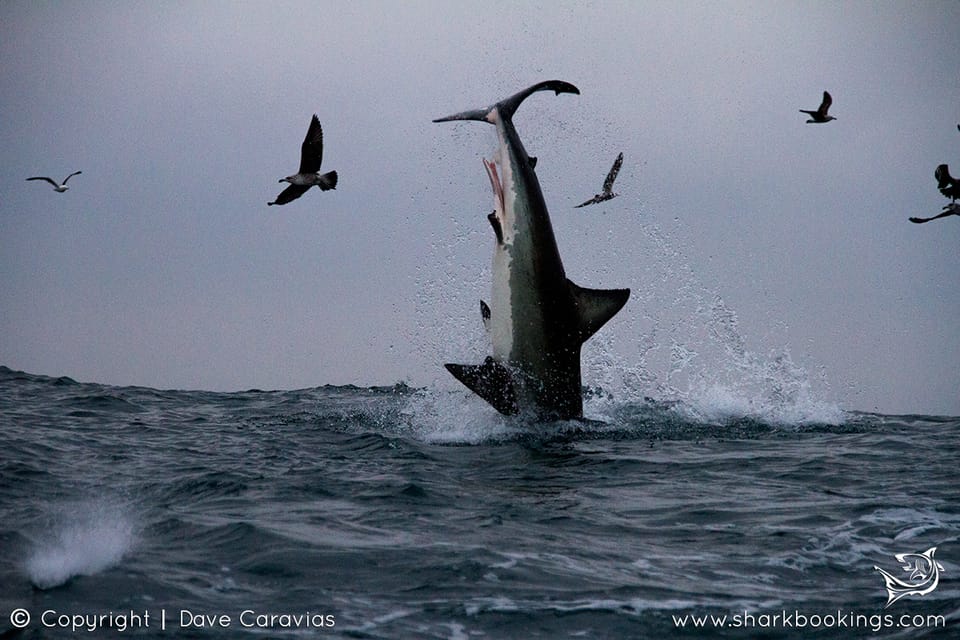 Great white shark breaching on a seal decoy