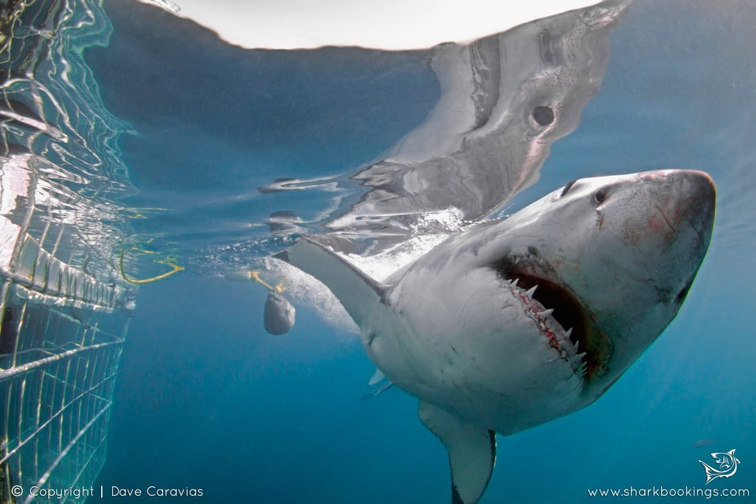 Great white shark passing close, seen from the cage