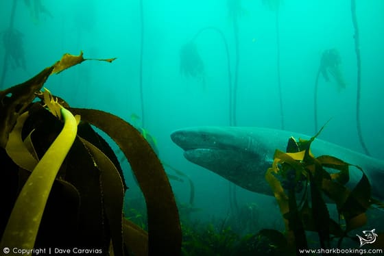 Seven gill cow shark in the kelp, False Bay