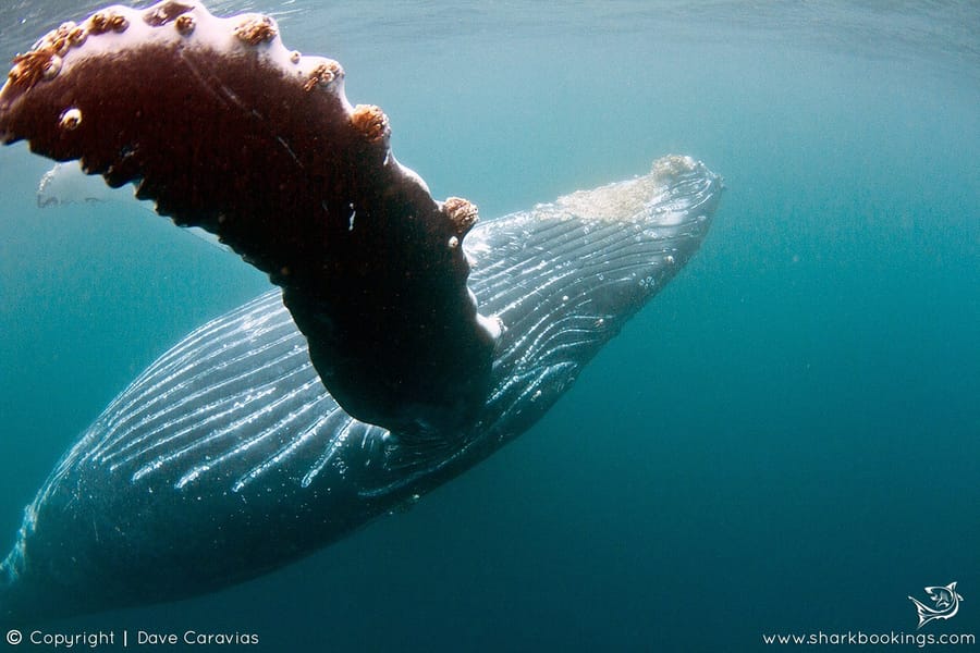 Marine megafauna underwater at Tofo, Mozambique